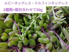 ドルフィンネックレス　ルビーネックレス　2種類　カット苗 多肉植物　簡単