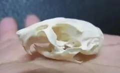 高品質！ドブネズミの頭骨 - メルカリ