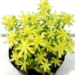 黄金細葉万年草　セダム　抜き苗　多肉植物