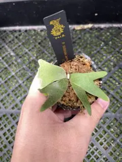 P. Willinckii masayu TC＊ - メルカリ