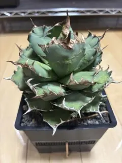 2026年最新】アガベ シーザー 子株の人気アイテム - メルカリ