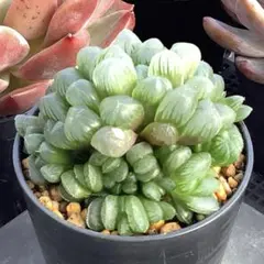 多肉植物　ハオルチア　トゥルンカータ　雫石　めちゃ仔吹き株　抜き苗！！