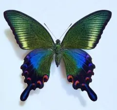 蝶標本 昆虫標本 国産蝶標本 ハチジョウカラスアゲハ 展翅標本 八丈島 ハチジョウカラスアゲハ︎︎ ♀ - メルカリ