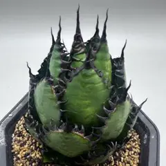 2026年最新】アガベ ホリダの人気アイテム - メルカリ