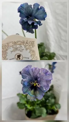 2025年最新】ビオラレディ種の人気アイテム - メルカリ