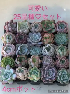 多肉植物 可愛い25品種♡小苗セット⑮のサムネイル