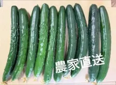 新鮮きゅうり！朝どれ！のサムネイル