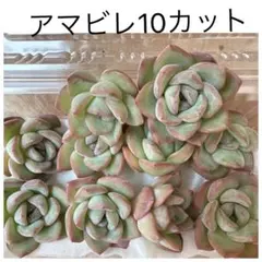 アマビレ10カット　カット苗　多肉植物　エケベリア　寄せ植えや多肉丼