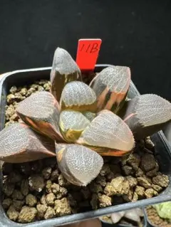 34a 多肉植物 ハオルチア　雲窓乱紋コレクタ実生　自家繁殖　鉢植え発送 34a 多肉植物 ハオルチア 雲窓乱紋コレクタ実生 自家繁殖 鉢植え発送