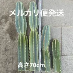 TM様 リクエスト 2点 まとめ商品