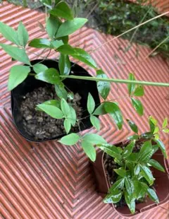 ハリー様 リクエスト 2点 まとめ商品