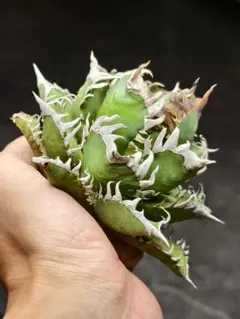 【値下げ】コレクション株　レッドキャットウィーズル　ボールタイプ　極上株 値下げ】コレクション株 レッドキャットウィーズル ボールタイプ