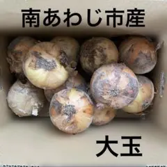淡路島産玉ねぎ七宝甘70 大玉5キロのサムネイル