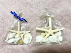 貝殻 セット まとめ売り インテリア