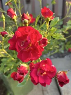 バラ苗挿し木苗 切花品種 枝変わり - メルカリ