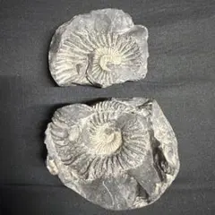 アンモナイト化石