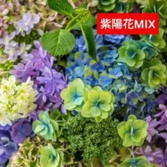 2025年最新】輸入アジサイ 苗の人気アイテム - メルカリ