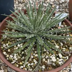 アガベ　滝の白糸　9号鉢つき　耐寒強❗ 楽天市場】多肉植物：アガベ 滝の白糸錦 覆輪*幅13cm 現品