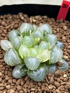 siouxmin様 リクエスト 2点 まとめ商品