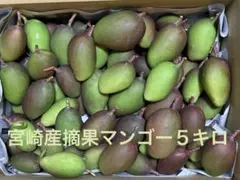 今季最後 摘果マンゴー グリーンマンゴー 青マンゴー 5kg 200g以上