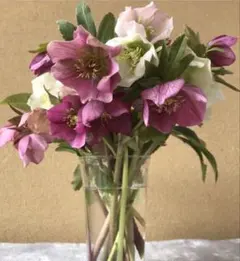 ⑤クリスマスローズ ブーケ生花切花