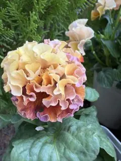 2026年最新】フランボワーズ 苗の人気アイテム - メルカリ