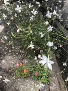 ガウラ（白蝶草）の自家採取種子50粒 自然農 無肥料 無農薬 ど根性 花の種