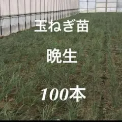 2025年最新】玉ねぎ苗 もみじの人気アイテム - メルカリ