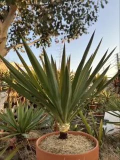 2026年最新】ドライガーデン ユッカの人気アイテム - メルカリ