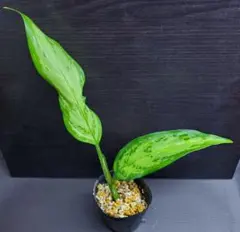 kuma様 リクエスト 2点 まとめ商品