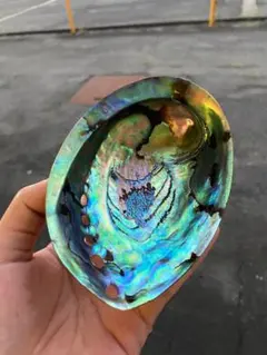 ニュージーランドアワビ貝　手作業　磨き上げ済み置物　小物入れ　お皿　アクセサリー