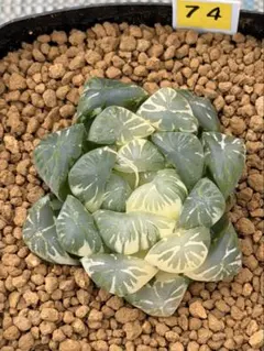 ハオルチア　ドドソン系オブツーサ錦　虹色姫のサムネイル
