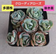 箱庭様 リクエスト 2点 まとめ商品