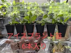 アイスプラント苗　6本入り　第4種郵便物発送