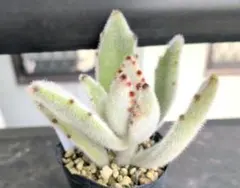 ガレージM様 リクエスト 2点 まとめ商品