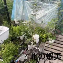 chisamama77専用リンク クレマチス - メルカリ