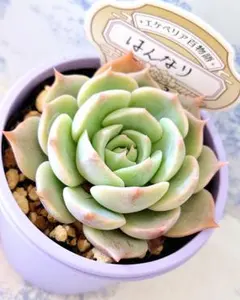 2026年最新】オーズプランツ苗の人気アイテム - メルカリ