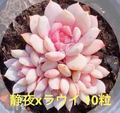 Lune Cresta プロフ必読様 リクエスト3点 にマニュアル等追加