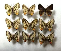 2026年最新】蝶の標本の人気アイテム - メルカリ