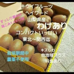 ❇️5キウイフルーツ　　わけあり　小玉　箱いっぱい　コンパクト　山梨県産