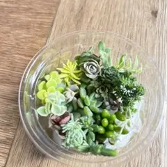 多肉　セダム　カット苗