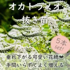 山野草◆しっぽみたいな花穂が可愛い♪オカトラノオ 抜き苗5本 丘虎の尾のサムネイル