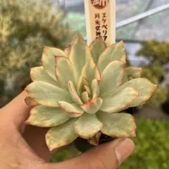 エケベリア スジョン錦 斑入り抜き苗発送 - メルカリ