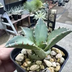 【特大】姫厳龍　大株 2025年最新】姫厳龍の人気アイテム - メルカリ