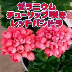 ミニバラ ピジョンブラッド - メルカリ