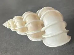 オオイトカケ（イトカケガイ科）　3.7cm