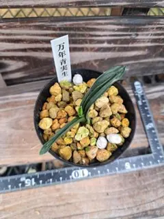 F72 礼文アツモリソウ1本立 - メルカリ