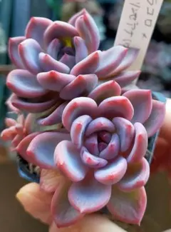 2026年最新】リンゼアナ 中里の人気アイテム - メルカリ