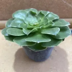 多肉植物 アエオニウム ハロウィン赤い糸引き錦 抜き苗◎メルカリ便