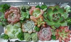 多肉植物 エケベリア セダム詰め合わせ 多肉弁当
